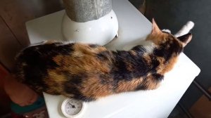 К нам пришла в дом трехцветная кошка