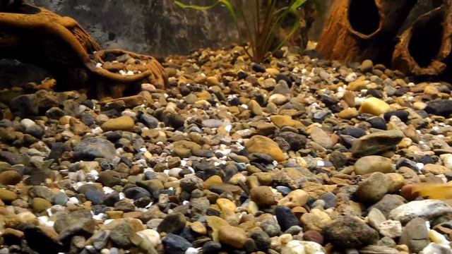 Мальки Малавийские цихлиды смотреть онлайн