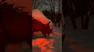 Динопарк. Парк динозавров в Москве в парке «Сказка». Развлечения с детьми.