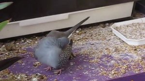 Мои бриллиантовые горлицы-2