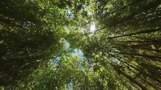 216. 3 ЧАСА СРЕДИ ЗВУКОВ ЛЕСА | НАНДИ И БАСМАКИ | relax смотреть онлайн