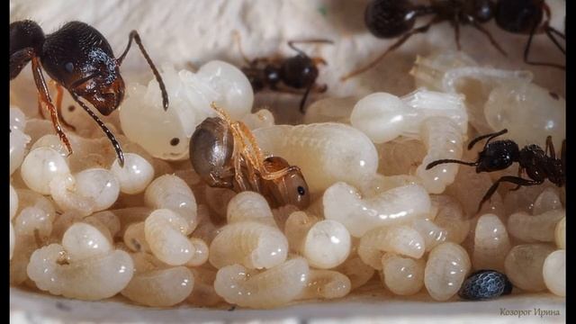 Ламехуза. Жук Паразит. Жук Наркодилер. Как погибает развитое общество смотреть онлайн