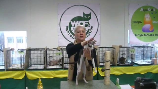 Шикарный мужчина-кот смотреть онлайн