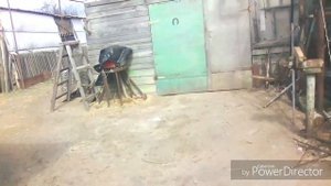 Как мы разрезаем лук для посадки!!!