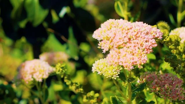 Необычные осенние цветы утром | Футажи красивая природа [FullHD] смотреть онлайн