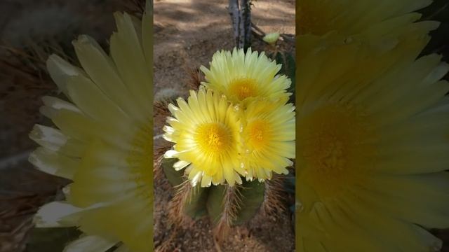 Very Old Astrophytum Ornatum With Flowers