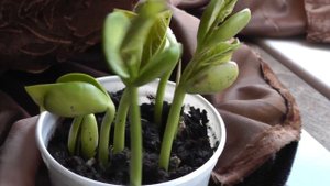 Как растут волшебные бобы с сердечками. Magic Beans с aliexpress :-)