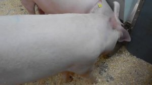 Свиньи хрюкают.