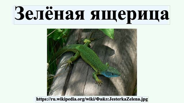 Зелёная ящерица