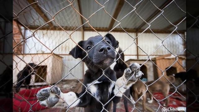Почему приюты для бездомных животных - это выгодный бизнес