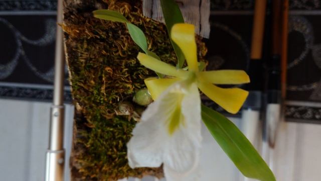encyclia mariae
