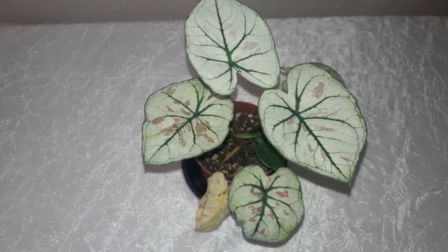 Kaladium Çiçeği Bakımı ve Çoğaltılması - BÖLÜM 2 смотреть онлайн