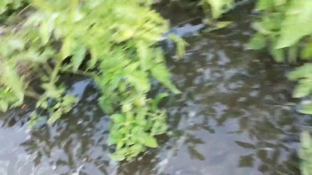 Наша черешня. Огород.Жарим сосиски на даче. Покупки. смотреть онлайн