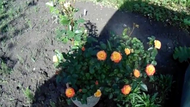 Роза Тайфун. Цветение 2022 года. Ура! Начался сезон роз. смотреть онлайн