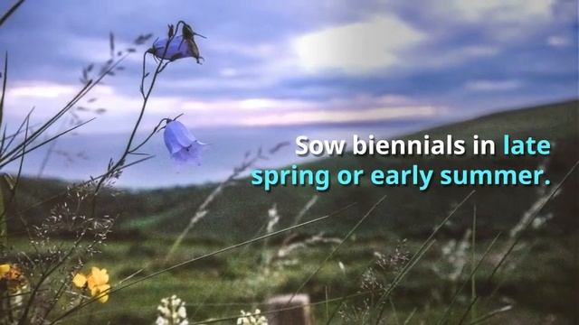 Campanula Gardening Guide смотреть онлайн