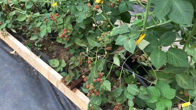 Ежевика Честер в теплице - июль 2018 года смотреть онлайн