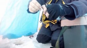 Зимняя рыбалка на Ладоге крупная плотва