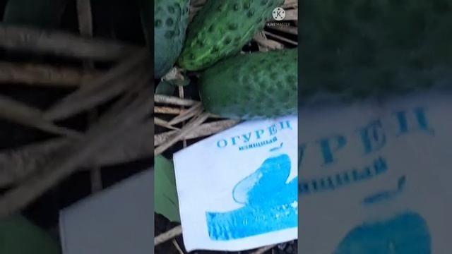#shorts? 5 июня Левон Огуречник..заговор на большой урожай огурцов???