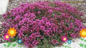 Тимьян (Чабрец) ранний Креепинг Рэд. Краткий обзор, описание thymus praecox Creeping Red