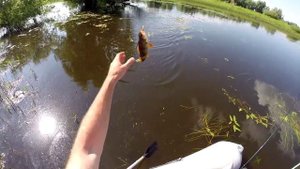 Ловля окуня нахлыстом на поппер