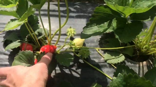 Клубника Брилла смотреть онлайн