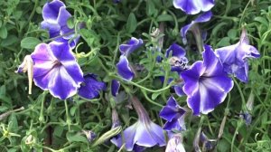 Petunia var. Blue Star