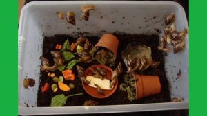 Как содержать улиток? | Содержание улиток от 1 до 10 | Snails for you
