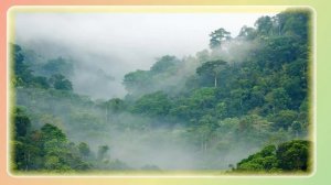 Почему птицы возвращаются