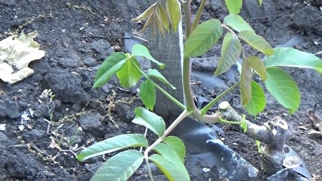 Формировка, обрезка, мульчирование интенсивных садов грецкого ореха смотреть онлайн