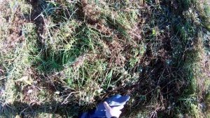 Охота на вяхиря с чучелами на ЛЭП. Налеты