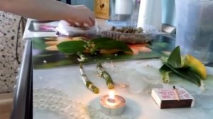 Размножения Дендробиум нобиле черенкованием