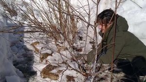 ОБРЕЗКА МЕТЕЛЬЧАТОЙ ГОРТЕНЗИИ ВЕСНОЙ.