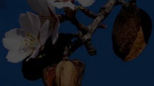 Взламывая тайны цветка жизни. Сакральная геометрия