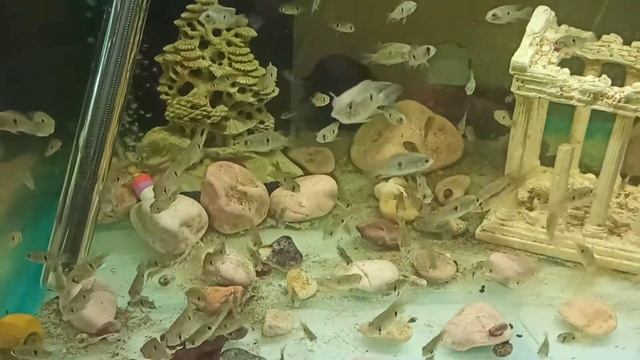 Бирюзовая акара (Andinoacara rivulatus) Мальки голубой акары,  содержание. совместимость.