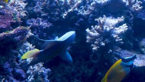 Aquarium 4K VIDEO (ULTRA HD) ? Beautiful Coral Reef Fish - Relaxing Sleep Meditation Music