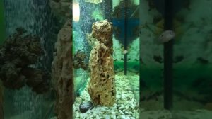 Акары бирюзовые. Первый день в аквариуме.