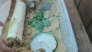 как сделать террариум для ящериц.