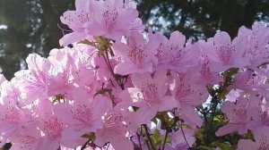 4K video, Very beautiful flowers , video for relaxation, birdsong, красивые цветы в 4К качестве