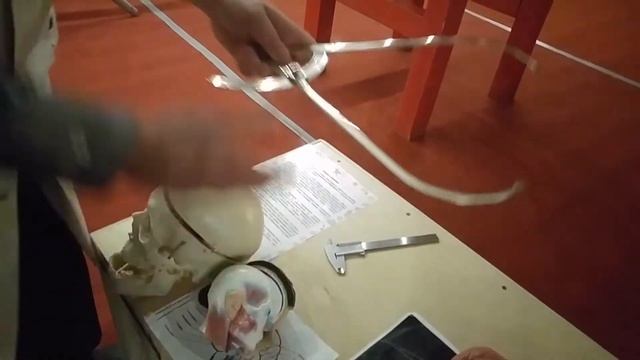 Куда сходить в Минске. Выставка «Экспириментус» в ТРЦ Galleria Minsk. Минск 2017