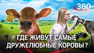 На ферме “Гжельское подворье” выращивают необычных животных