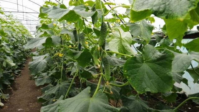 Рвем Мамлюк, с куста 100гр смотреть онлайн