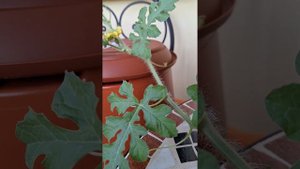 🍉 Арбузы на балконе/как правильно опылять в домашних условиях