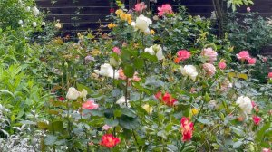 Июль в Саду 4 июля 2023 часть 8