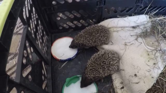 Ежики пьют молочко. смотреть онлайн