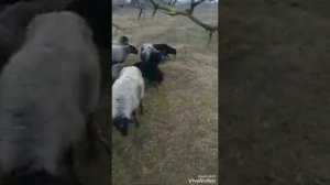 Романовские овцы