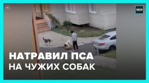 Житель Ивантеевки натравливает своего стаффа на других собак - Москва 24
