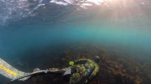 Insta360 X3 INVISIBLE Dive Case 🦈 UNDERWATER Footage, Is it All Hype? 🌊