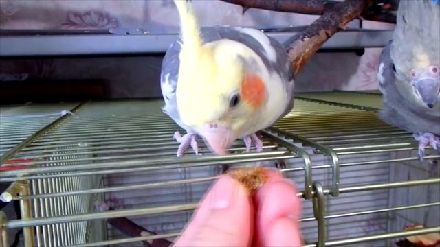 История появления моих птиц. Часть 4. Корелла Боня.