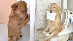 Самые Смешные Собачки, которые поднимут настроение!