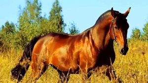 Конный мир . Красота и грация .